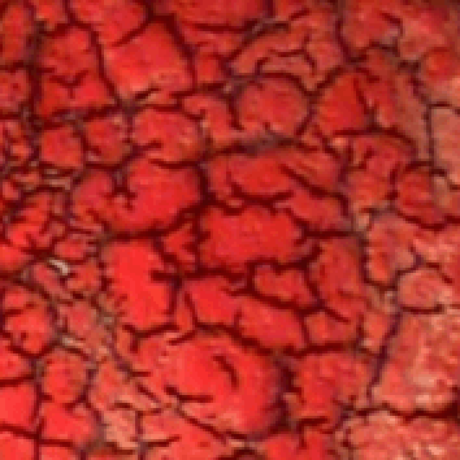 Droog Bloed Analyse HP