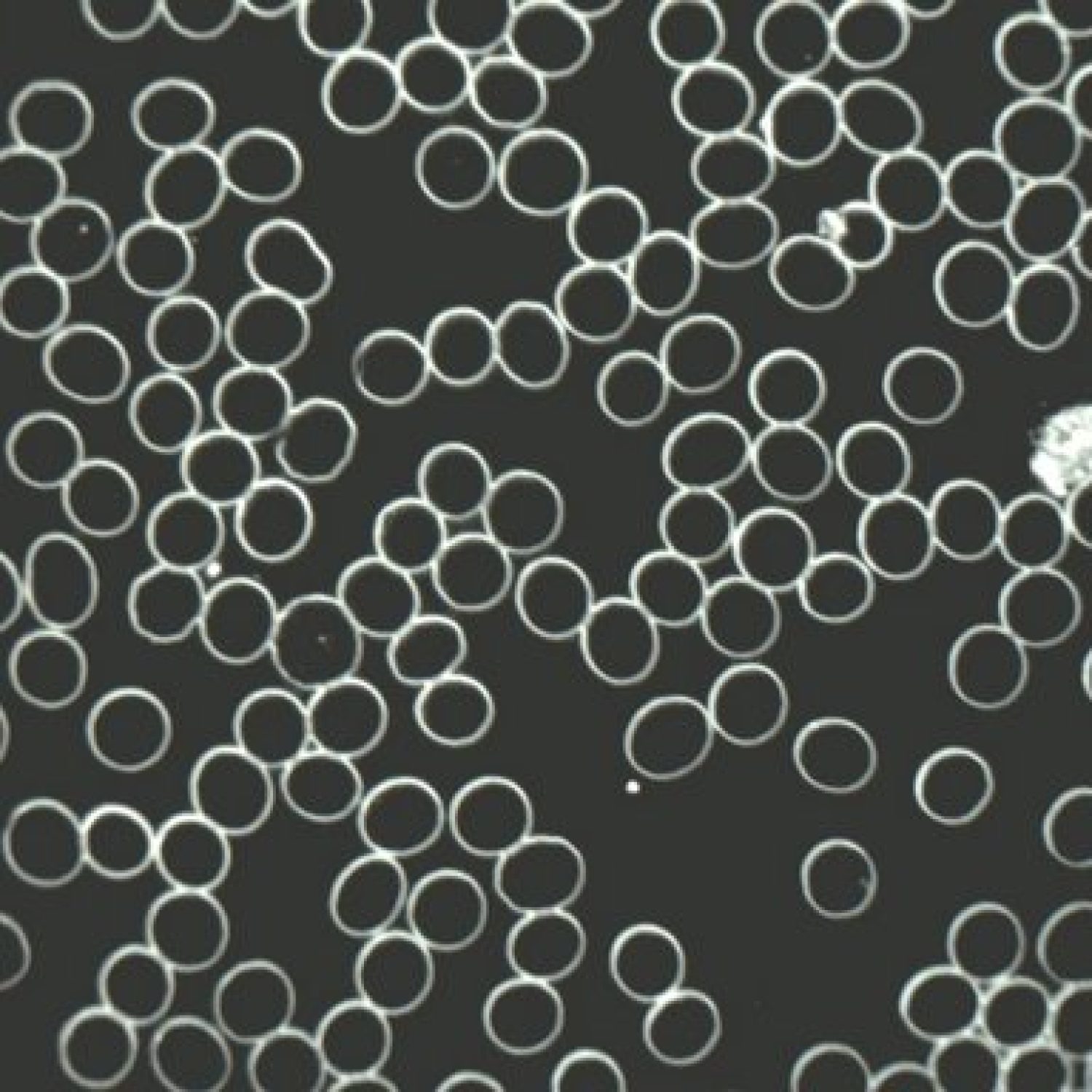 Levend Bloed normaal beeld